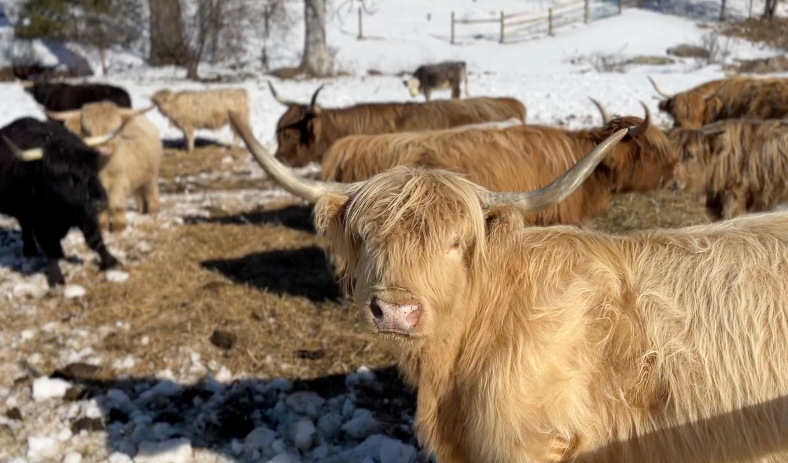 Farm Interviews, Jan. 2025